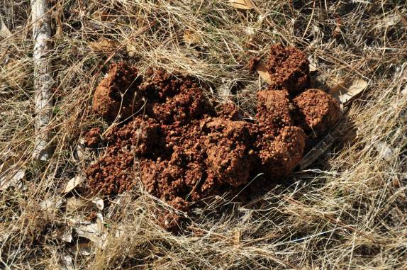 Prova incontestável da passagem de um urso negro em trilha na área de Hetch-Hetchy, no Yosemite National Park, na Califórnia, nos Estados Unidos